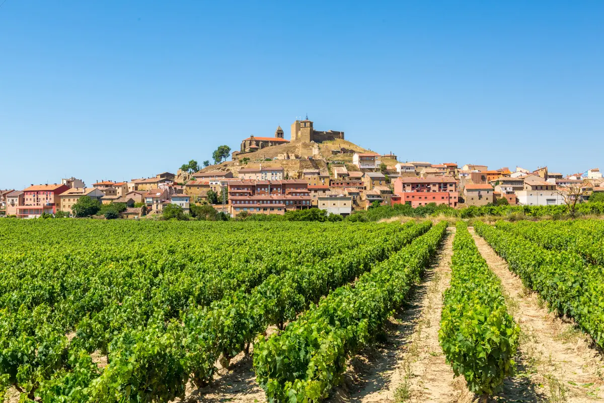 viñedos en la rioja